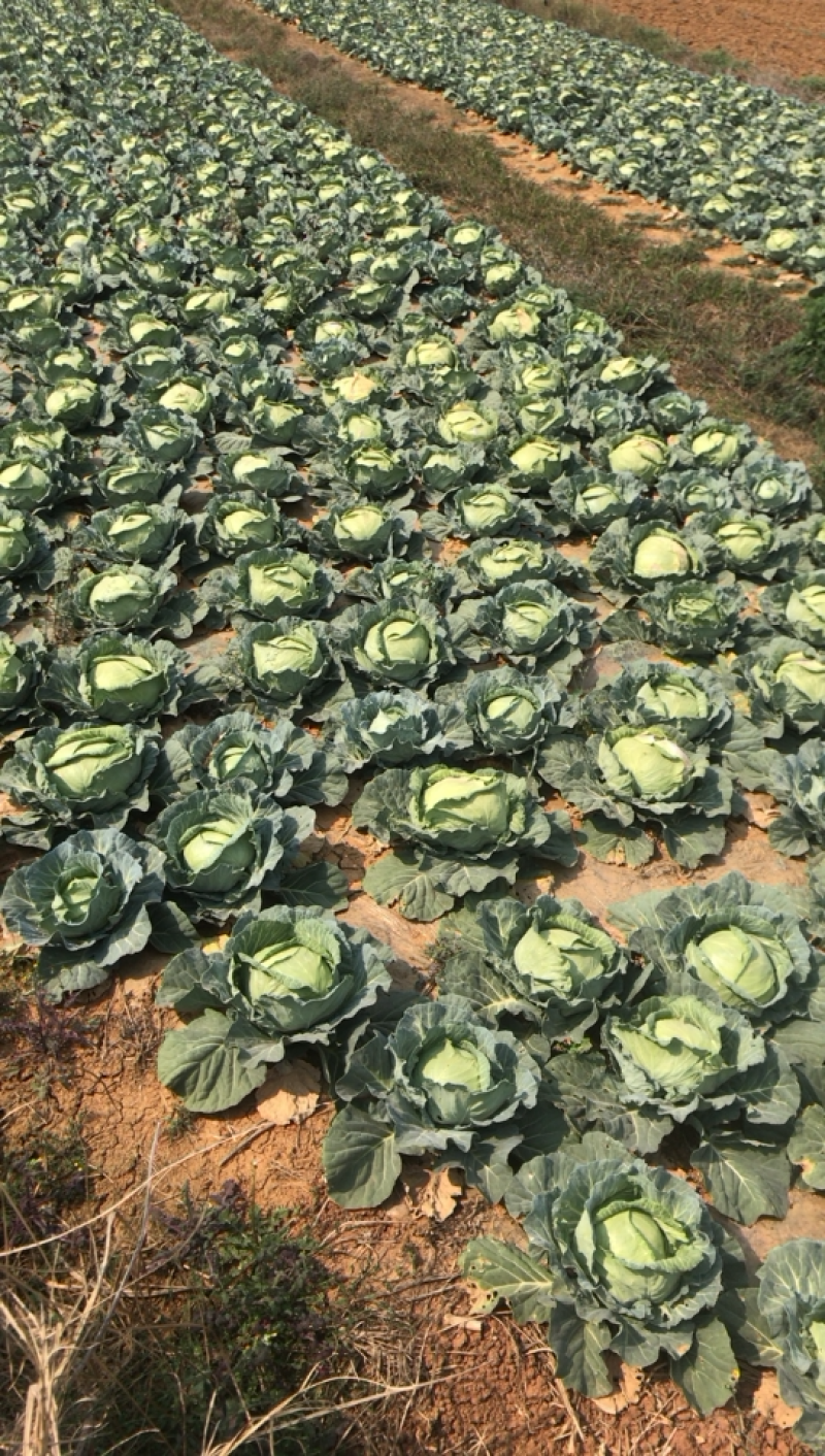 大量大白菜几十亩便宜便宜