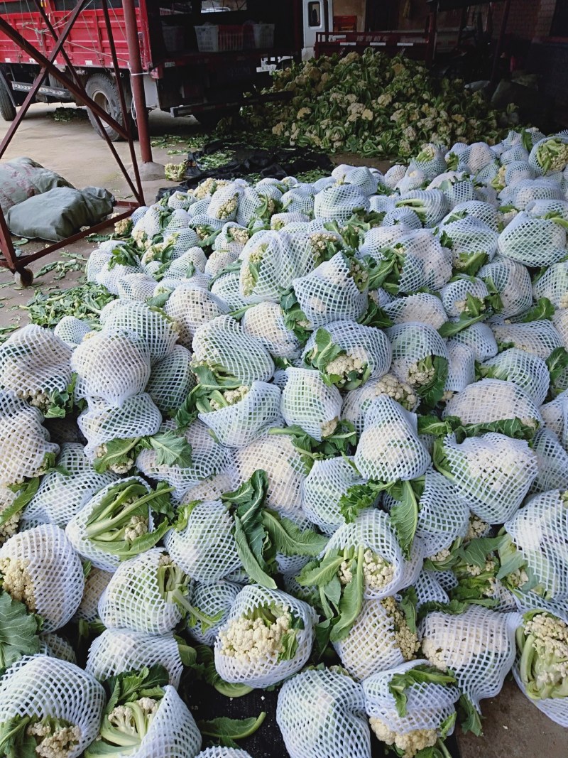 有机花菜大量现货白色好看