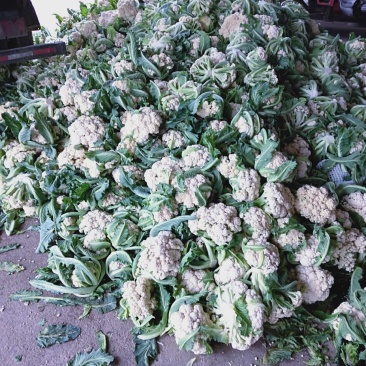 有机花菜大量现货白色好看