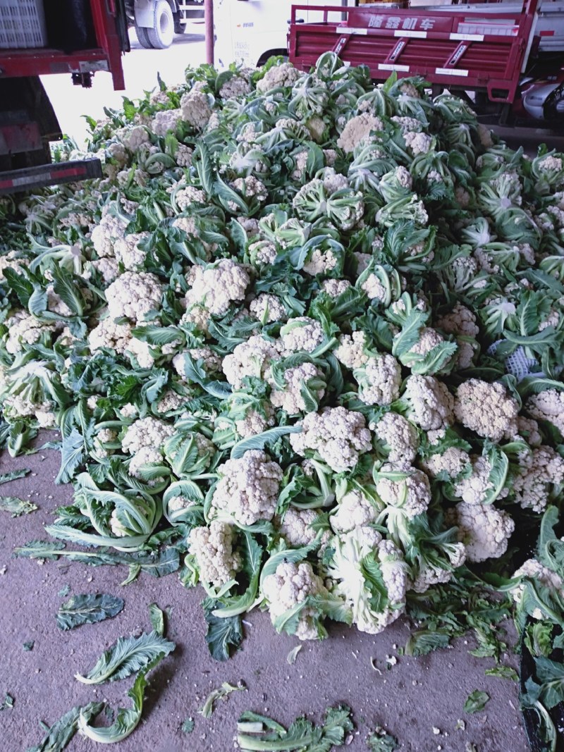 有机花菜大量现货白色好看