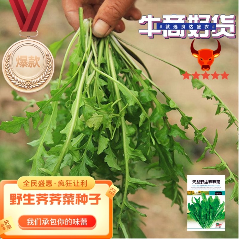 天然野生荠荠菜种子耐热耐旱耐寒地方野菜品种