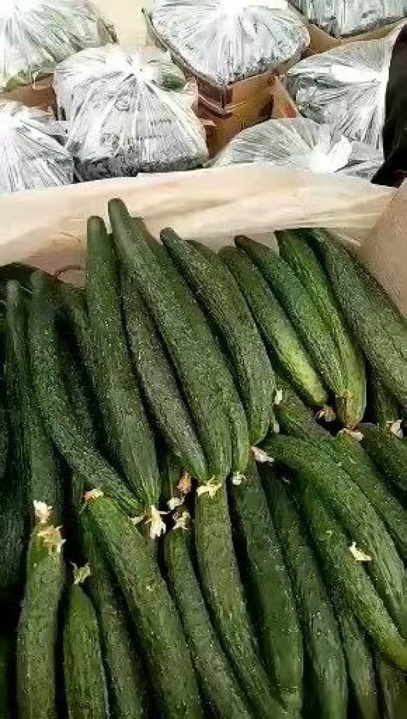 密刺黄瓜，顶花带刺，质量强，口感脆，价格优欢迎下单