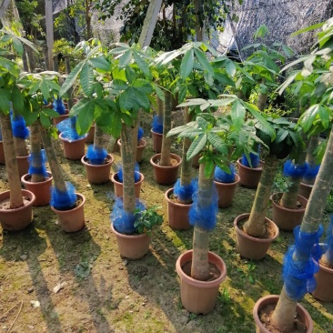 家庭盆景直发各类观叶花卉盆栽