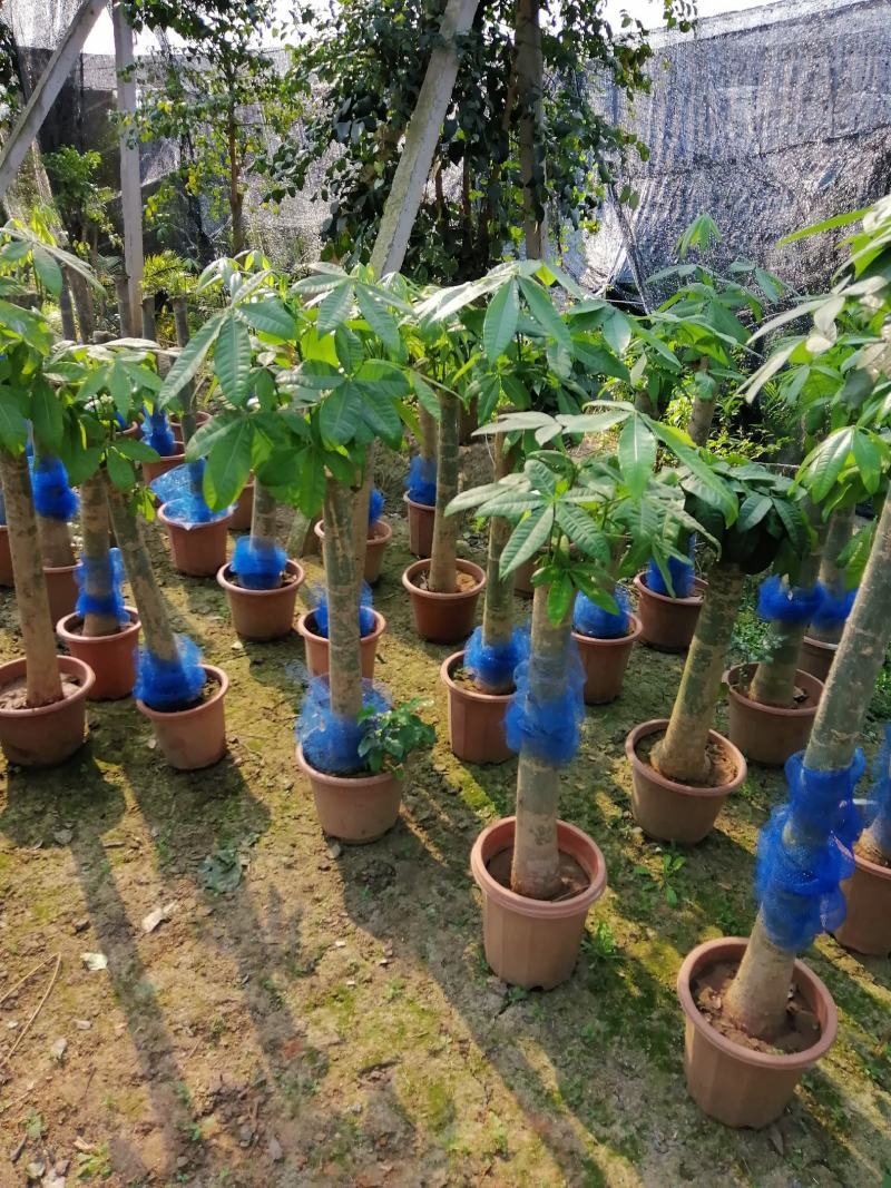 家庭盆景直发各类观叶花卉盆栽