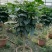 家庭盆景直发各类观叶花卉盆栽