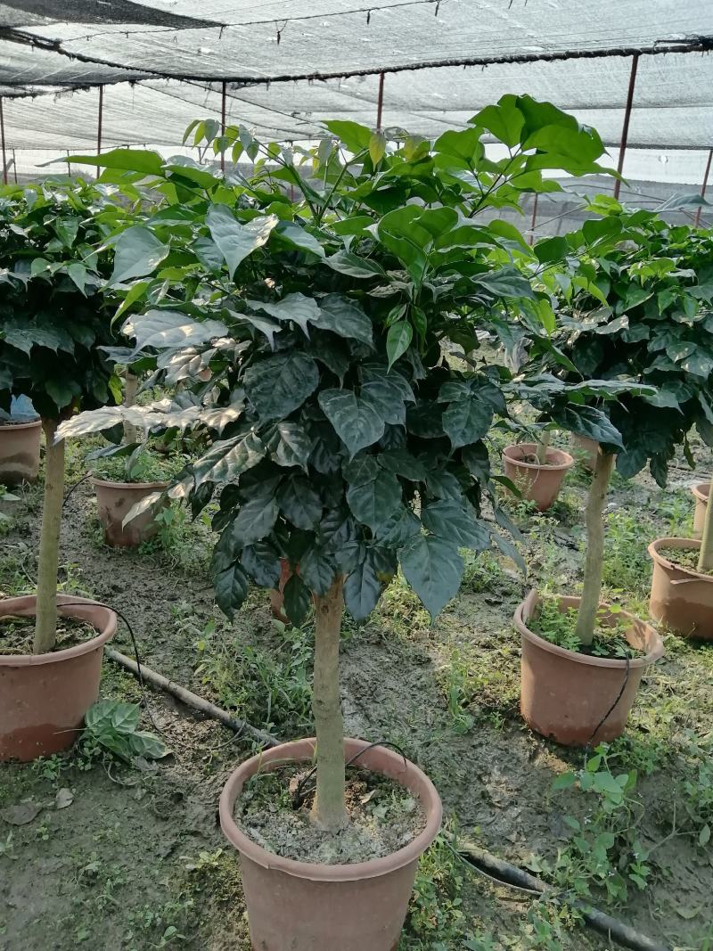 家庭盆景直发各类观叶花卉盆栽