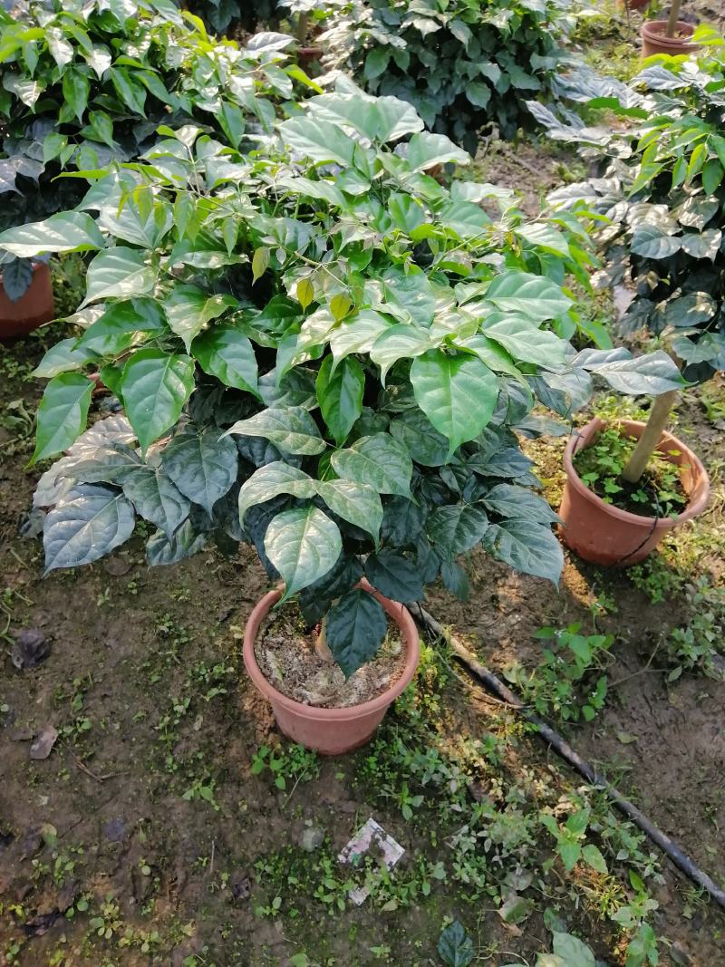 家庭盆景直发各类观叶花卉盆栽
