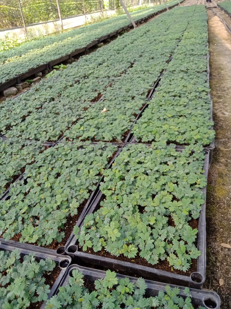 铁海棠种苗虎刺梅多肉盆栽绿植带花发货