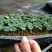 银叶金合欢种苗庭院速生观花观叶绿植美观好养
