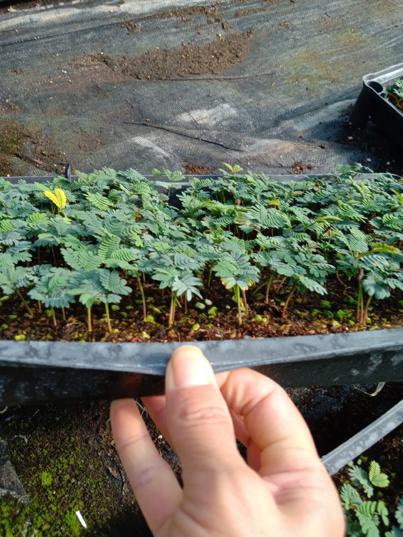银叶金合欢种苗庭院速生观花观叶绿植美观好养