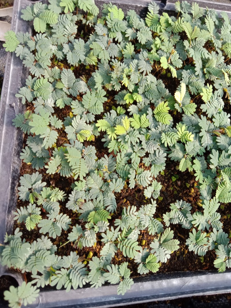 银叶金合欢种苗庭院速生观花观叶绿植美观好养