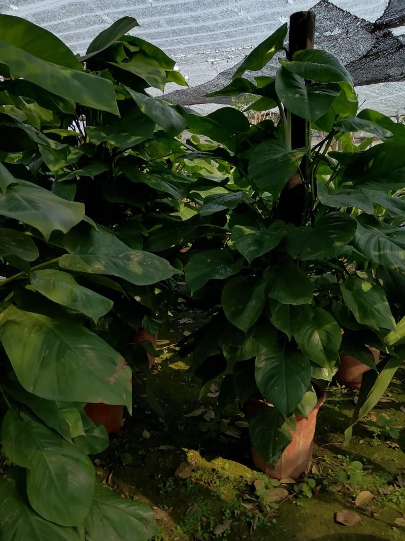 家庭盆景直发各类观叶花卉盆栽