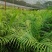 家庭盆景直发各类观叶花卉盆栽