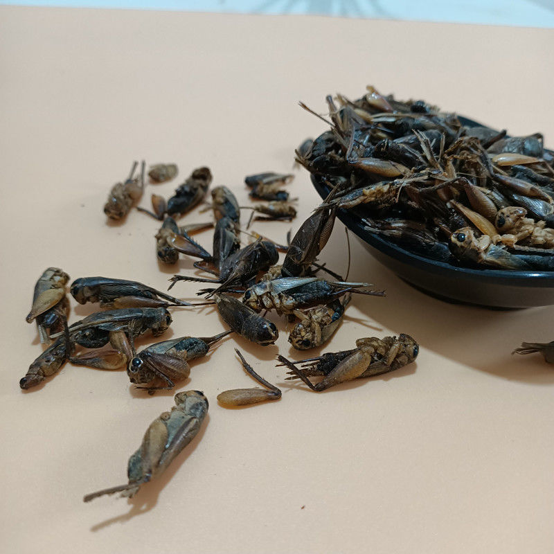 蟋蟀干中药材蟋蟀干蛐蛐可磨粉包邮另有蟑螂