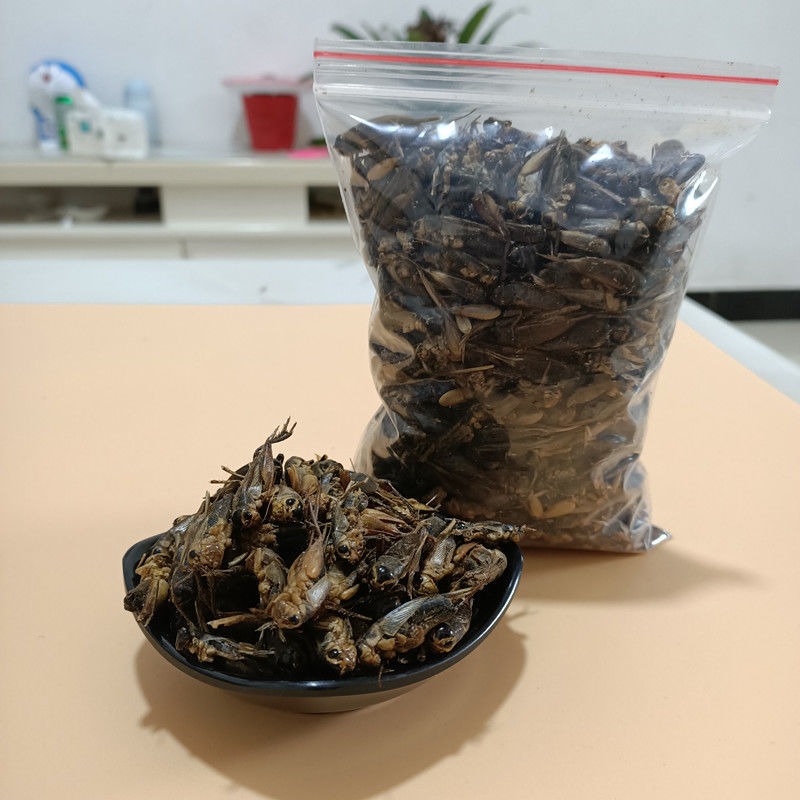 蟋蟀干中药材蟋蟀干蛐蛐可磨粉包邮另有蟑螂