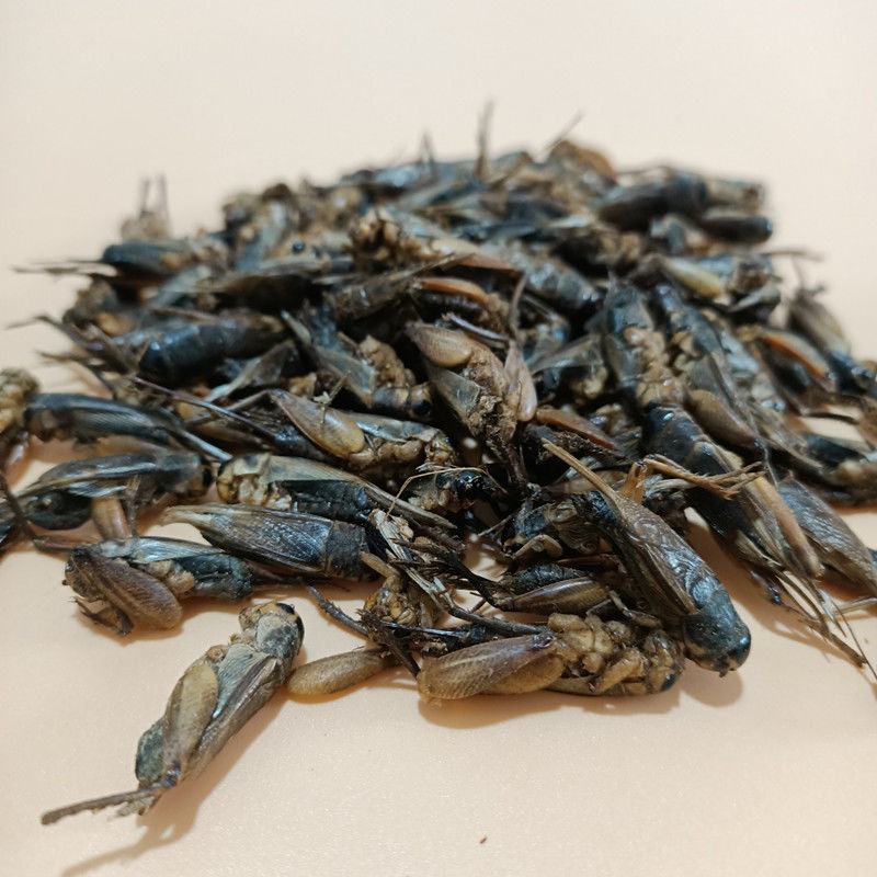 蟋蟀干中药材蟋蟀干蛐蛐可磨粉包邮另有蟑螂