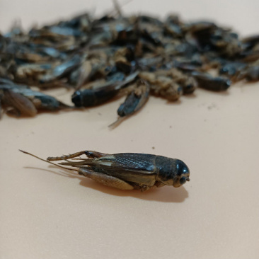 蟋蟀干中药材蟋蟀干蛐蛐可磨粉包邮另有蟑螂