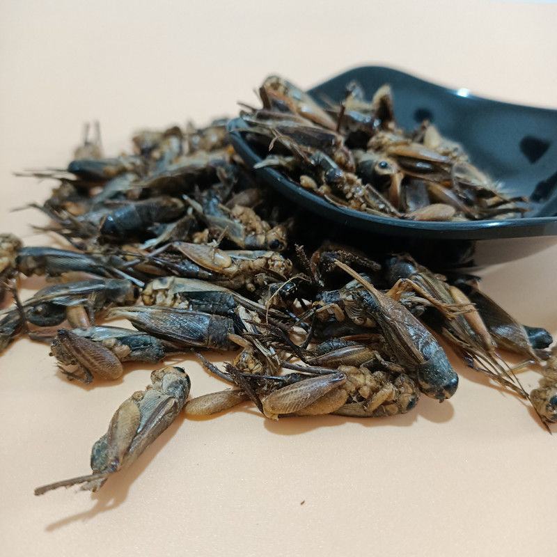 蟋蟀干中药材蟋蟀干蛐蛐可磨粉包邮另有蟑螂