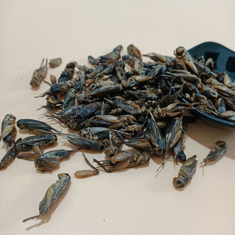 蟋蟀干中药材蟋蟀干蛐蛐可磨粉包邮另有蟑螂