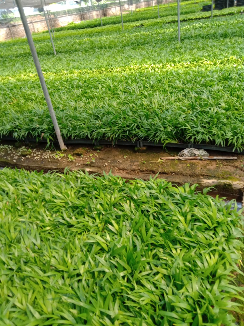 三角椰子苗棕榈科庭院园林绿化植物美观好养