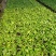 三角椰子苗棕榈科庭院园林绿化植物美观好养