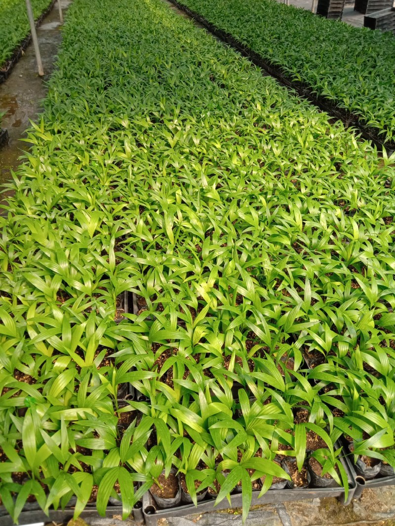 三角椰子苗棕榈科庭院园林绿化植物美观好养