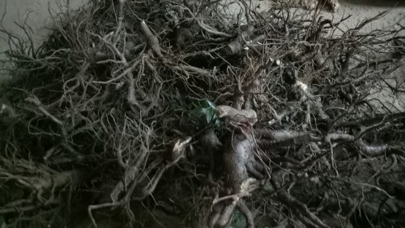 小罗伞中药材小罗伞中药材