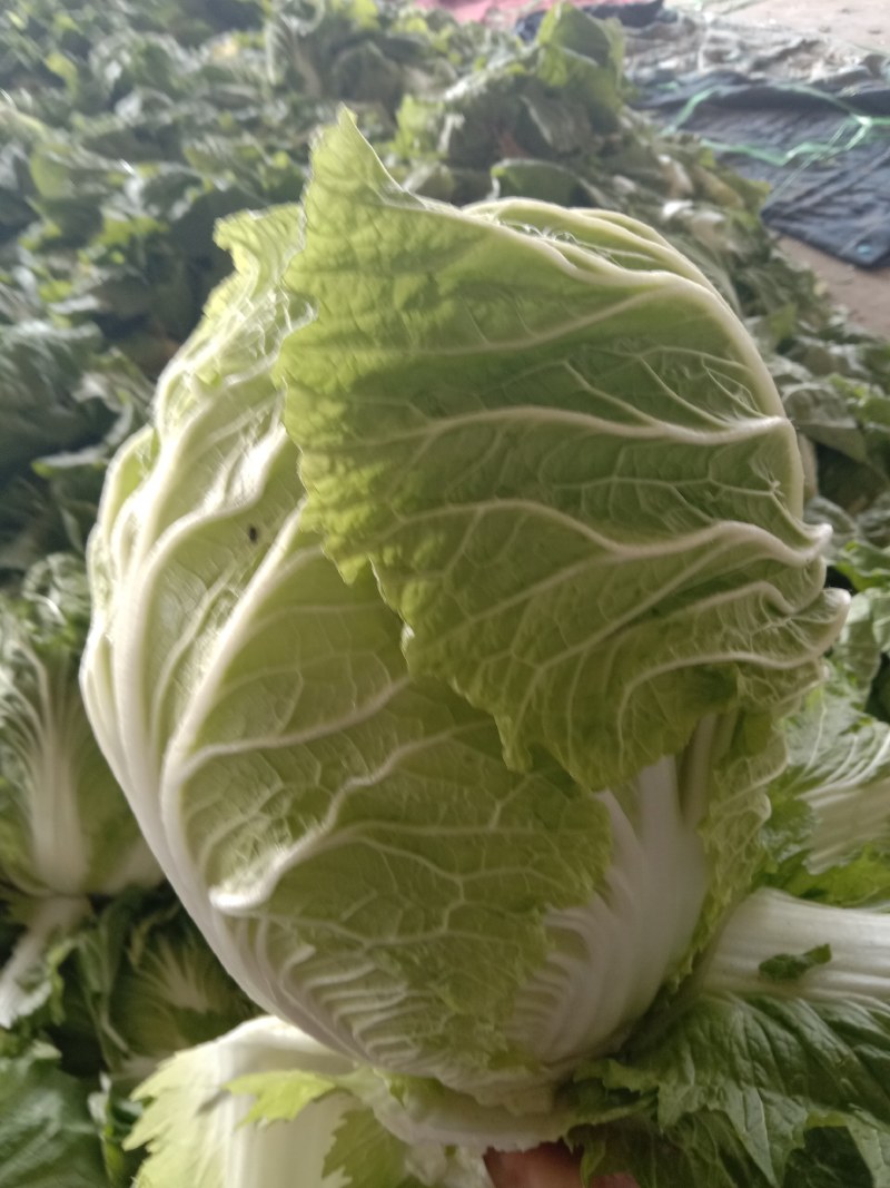 山东兰陵精品黄心大白菜，大量有货，价格不高，质量非常好，