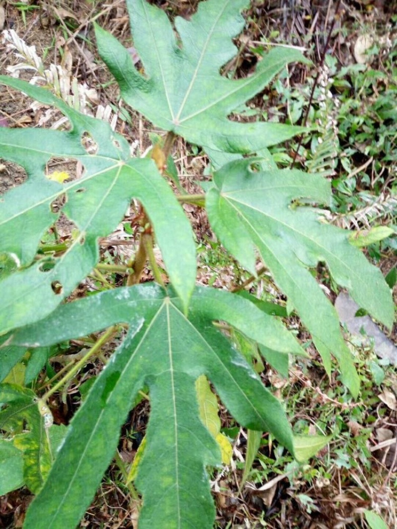 五指毛桃干货生货土黄芪野生五指毛桃足干货香味浓