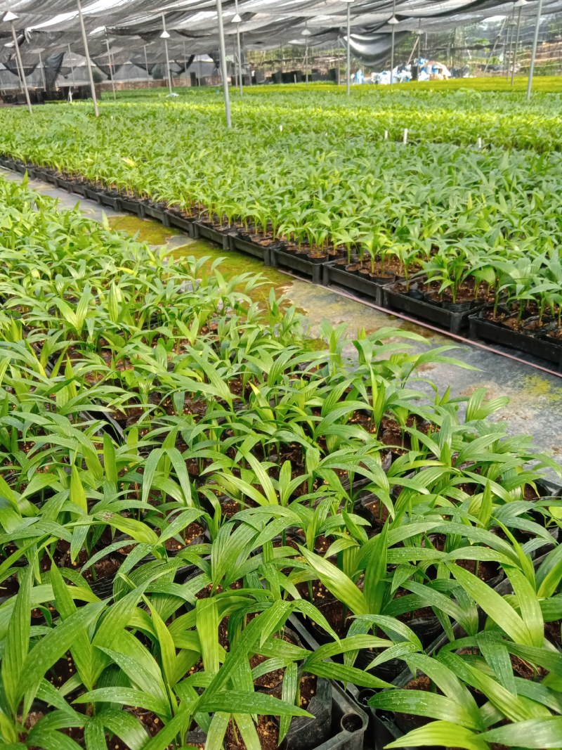 中东海枣种苗庭院棕榈科观叶植物美观好养