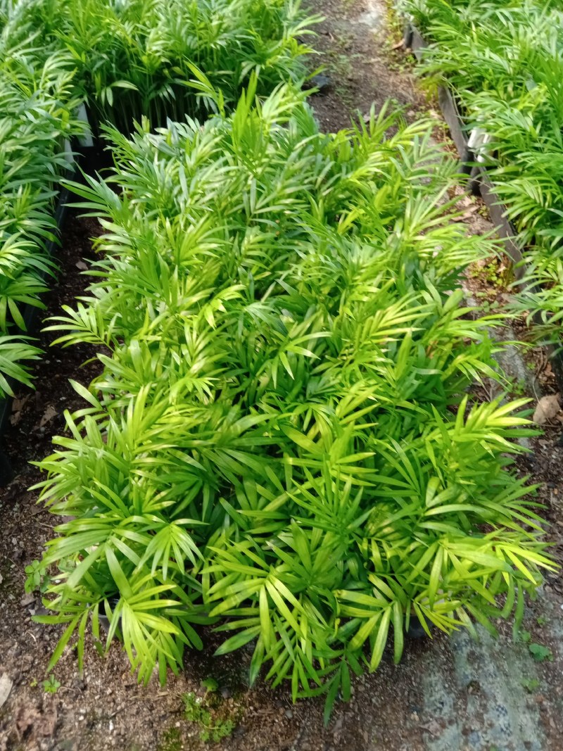 袖珍椰子种苗矮椰子四季常青室内盆栽观叶绿植