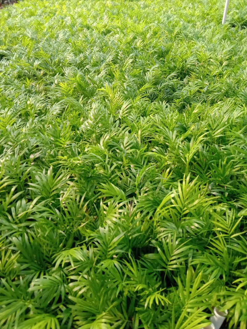 袖珍椰子种苗矮椰子四季常青室内盆栽观叶绿植