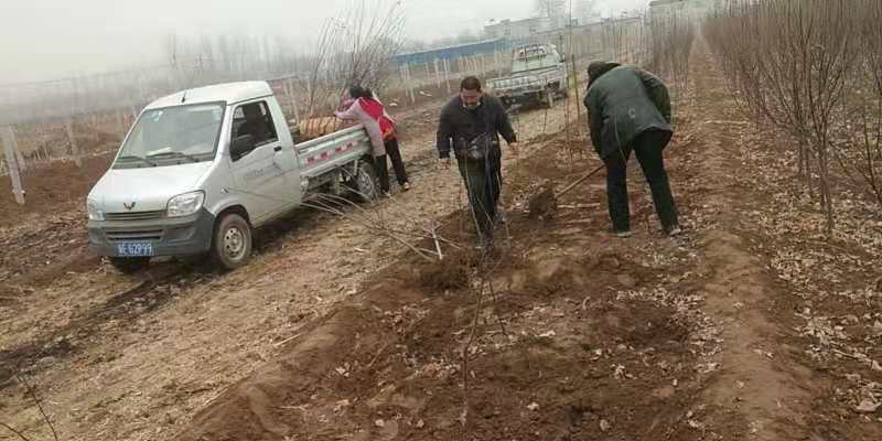 苹果树苗占地果树苗红富士苹果树苗基地直销现挖现发