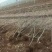 苹果树苗占地果树苗红富士苹果树苗基地直销现挖现发