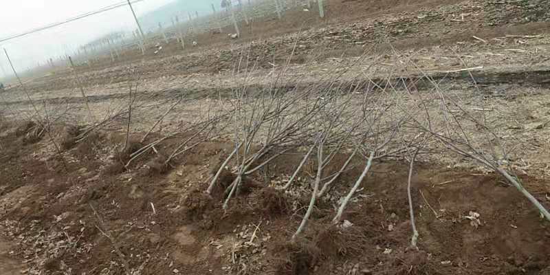 苹果树苗占地果树苗红富士苹果树苗基地直销现挖现发