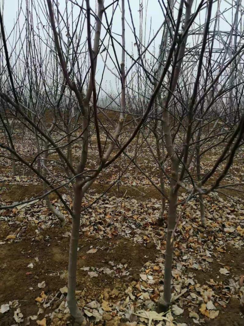 苹果树苗占地果树苗红富士苹果树苗基地直销现挖现发