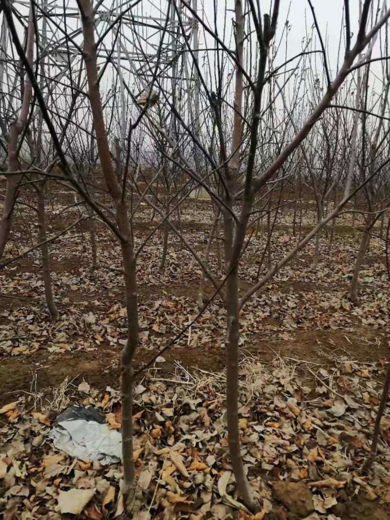 苹果树苗占地果树苗红富士苹果树苗基地直销现挖现发