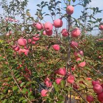 苹果树苗占地果树苗红富士苹果树苗基地直销现挖现发