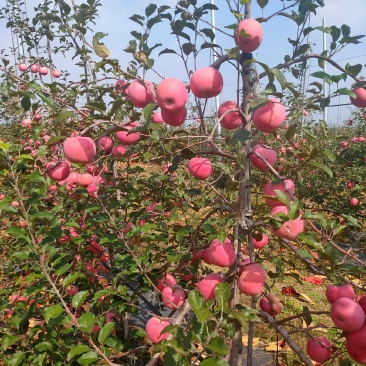 苹果树苗占地果树苗红富士苹果树苗基地直销现挖现发