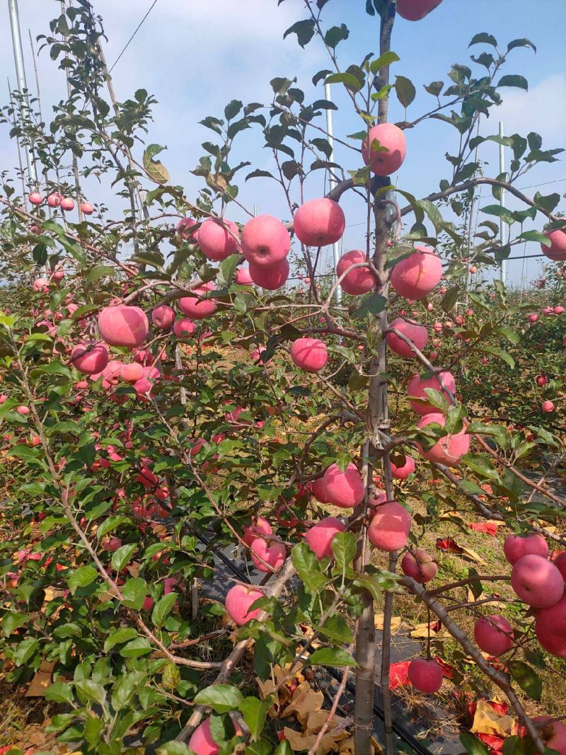 苹果树苗占地果树苗红富士苹果树苗基地直销现挖现发