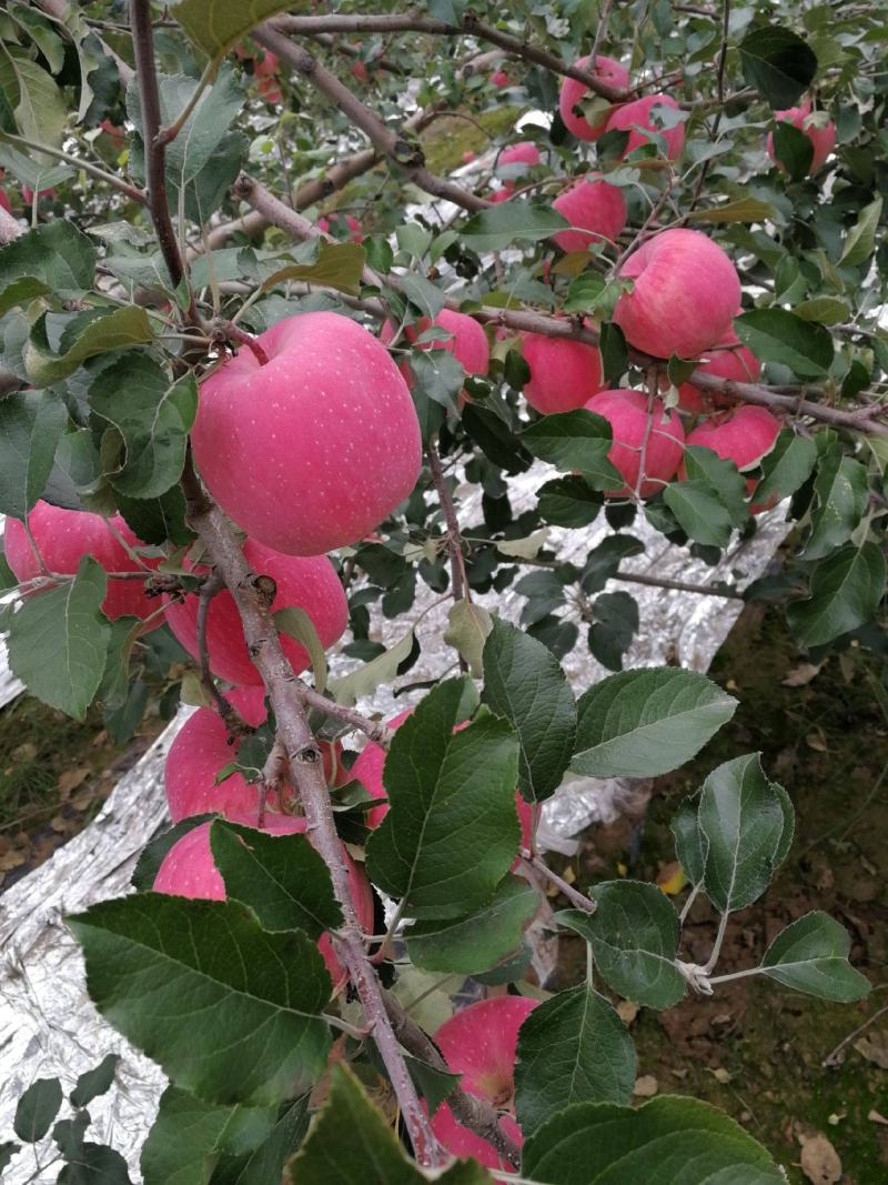 苹果树苗占地果树苗红富士苹果树苗基地直销现挖现发