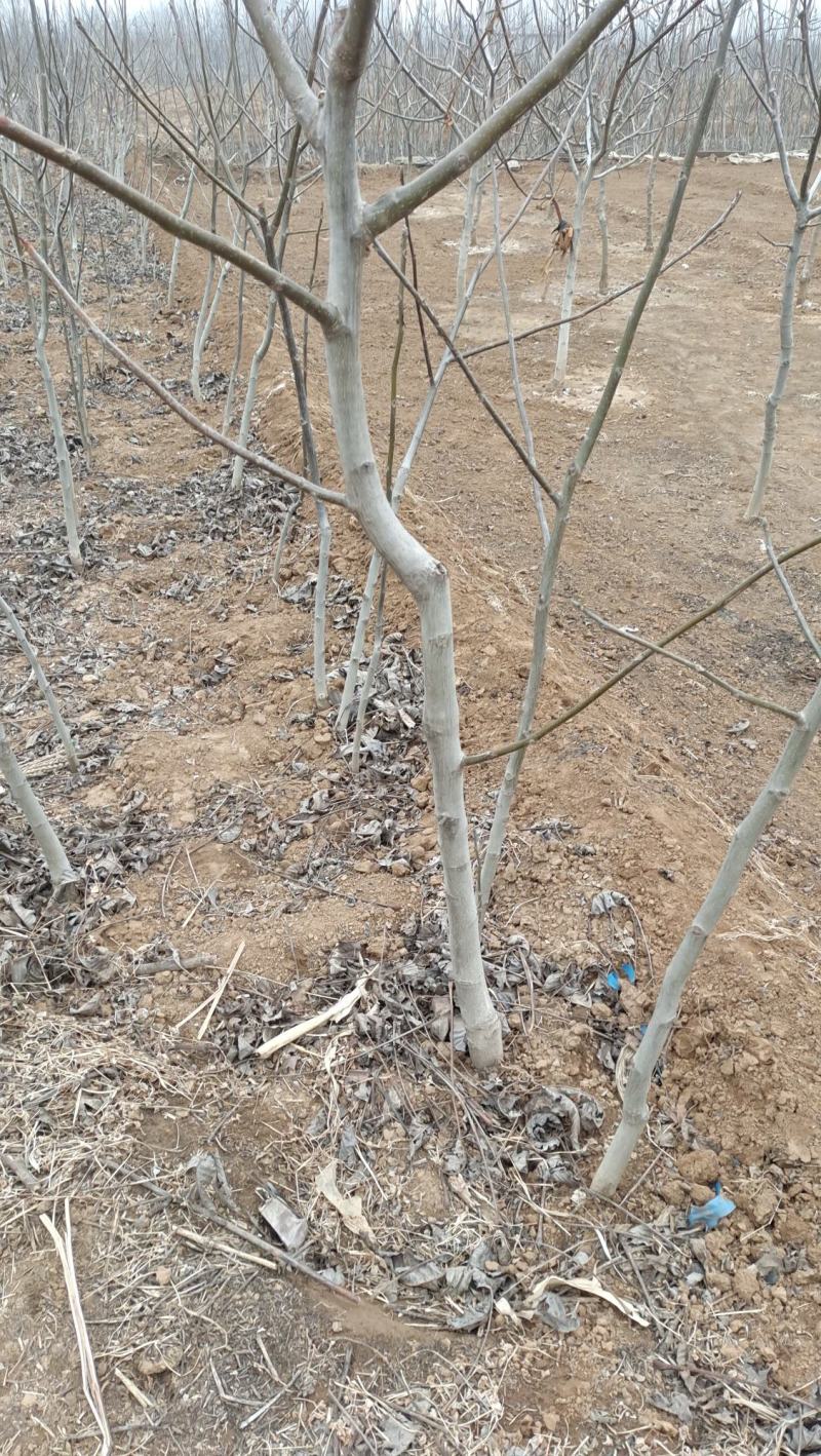 核桃苗占地核桃苗清香核桃苗基地直销现挖现出