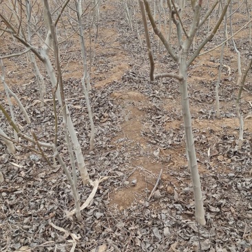 核桃苗占地核桃苗清香核桃苗基地直销现挖现出