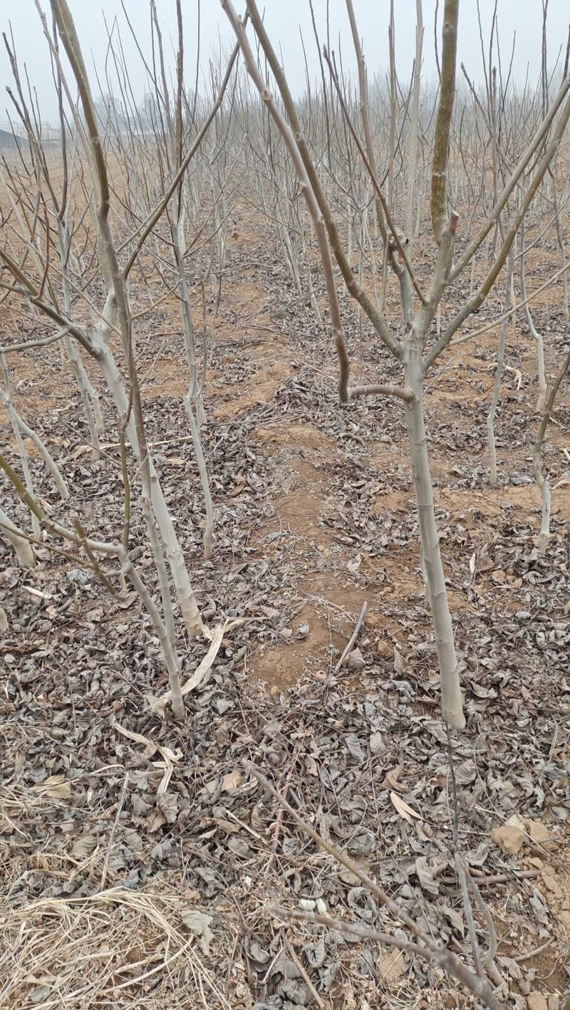 核桃苗占地核桃苗清香核桃苗基地直销现挖现出
