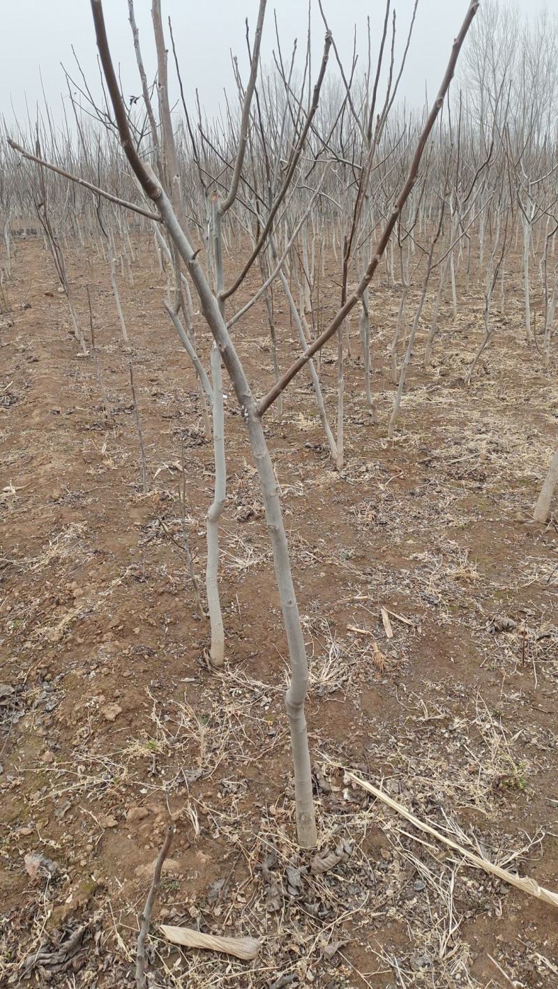 核桃苗占地核桃苗清香核桃苗基地直销现挖现出