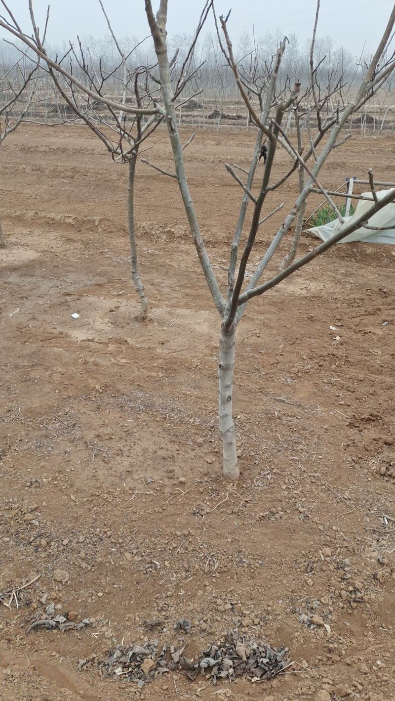 核桃苗占地核桃苗清香核桃苗基地直销现挖现出