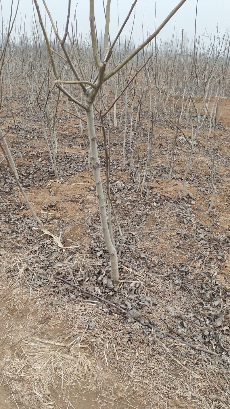 核桃苗占地核桃苗清香核桃苗基地直销现挖现出