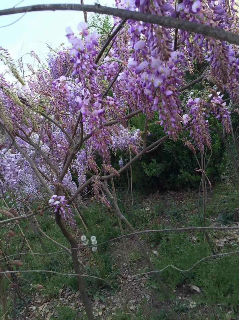 紫藤紫藤树苗产地多花紫藤批发，爬藤植物一手货源无中间商