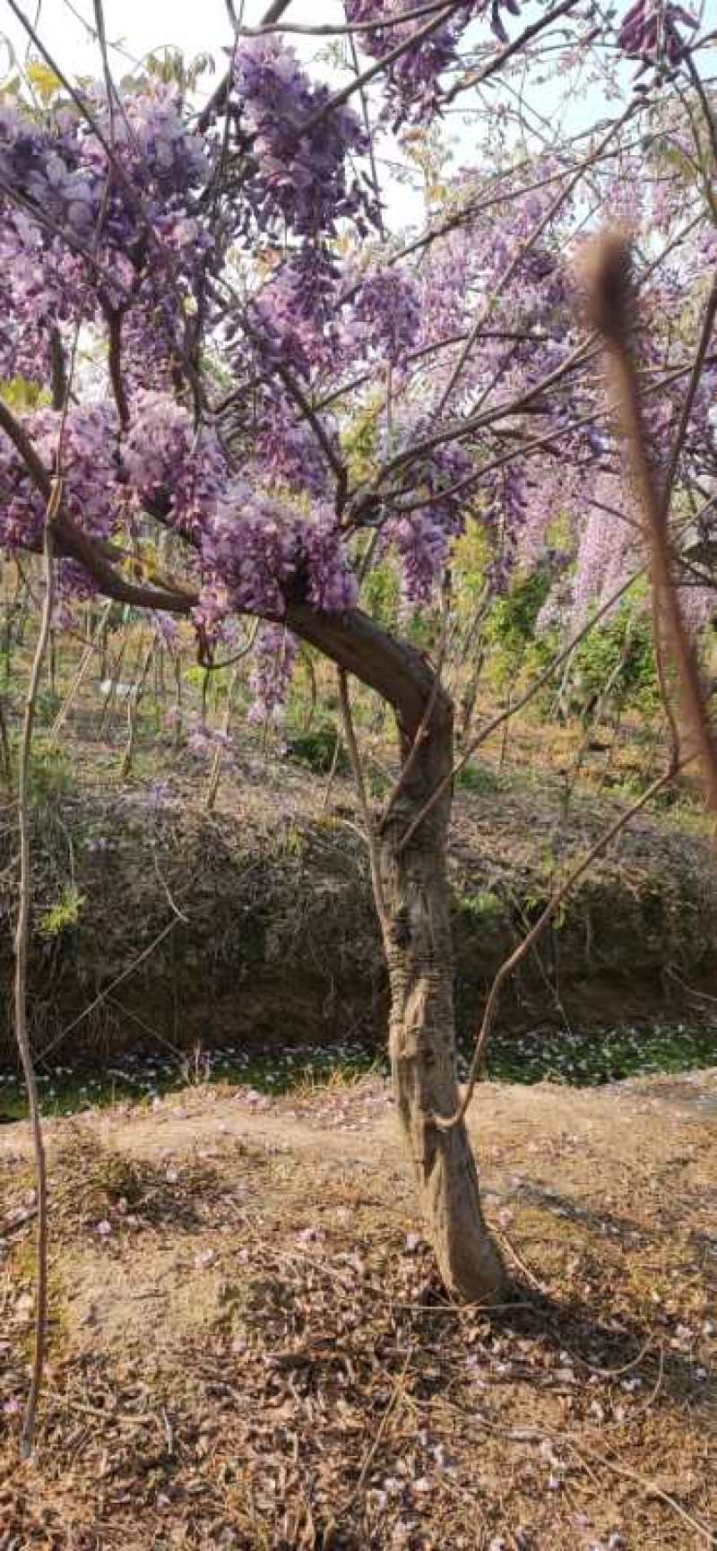 紫藤紫藤树苗产地多花紫藤批发，爬藤植物一手货源无中间商