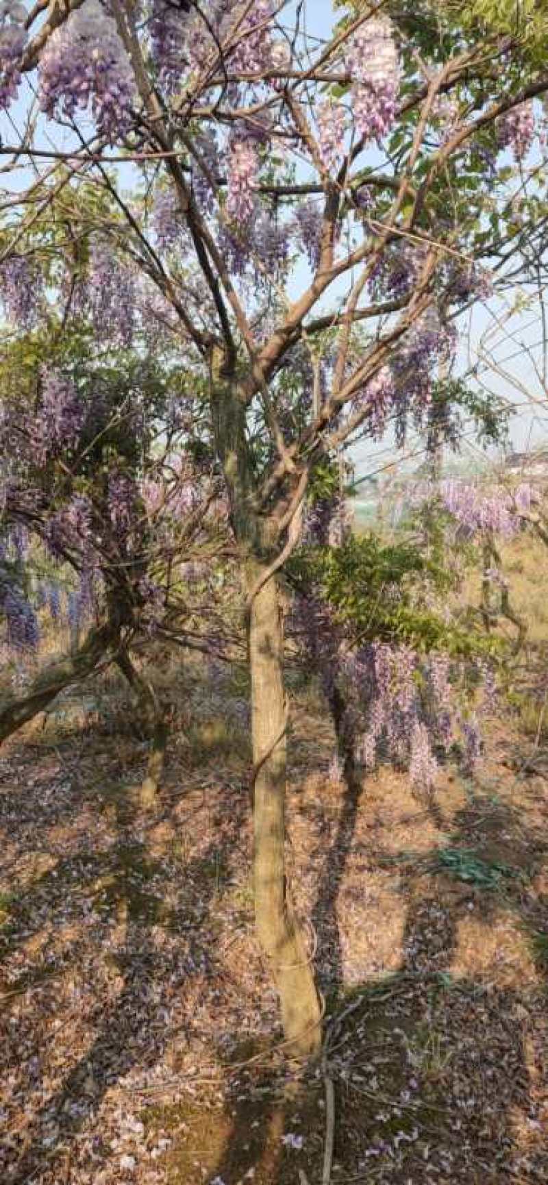 紫藤紫藤树苗产地多花紫藤批发，爬藤植物一手货源无中间商